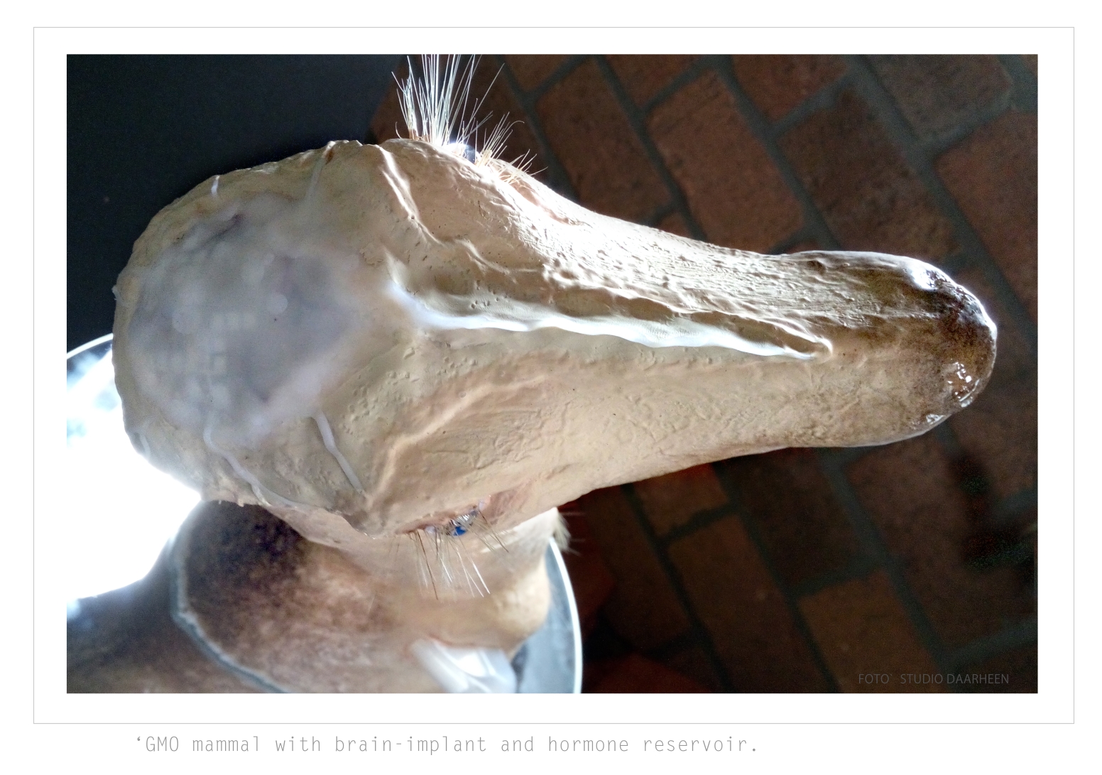 ArtStudio Daarheen_ BioArt _hormone deer with brainimplant under transparant skull bone. cranial window