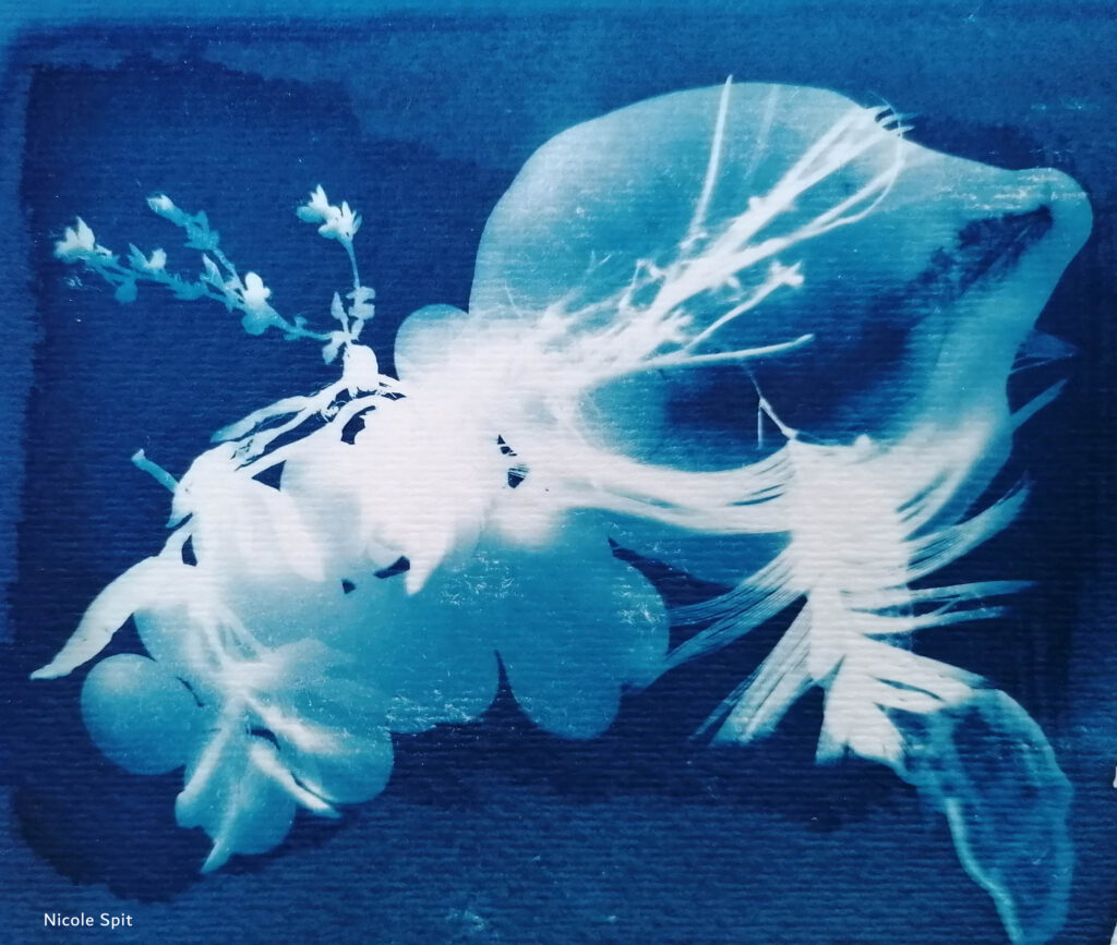 Cyanotype sunprint van Nicole Spit op de expo Oase der Muzen in Castricum