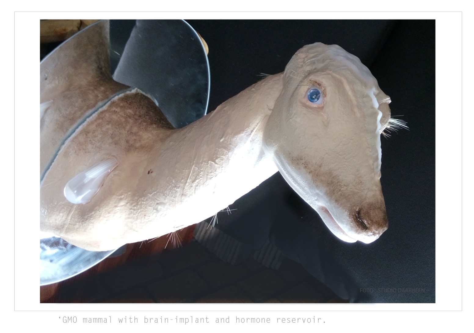 ArtStudio Daarheen_ BioArt _hormone deer with brainimplant under a transparant skull