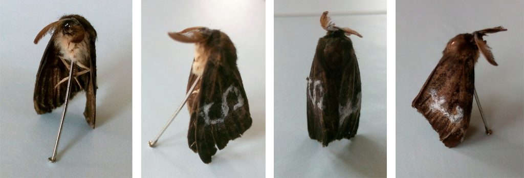 Butterfly Wings altered with CRISPR Cas_Studio Dáárheen